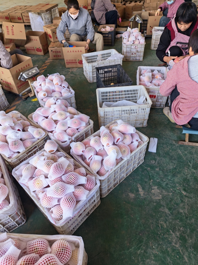 正宗山东红富士苹果。纸袋货。支持电商一件代发。