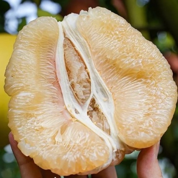湖北枝江白心蜜柚个头均匀口感好皮薄产地一手货源量大