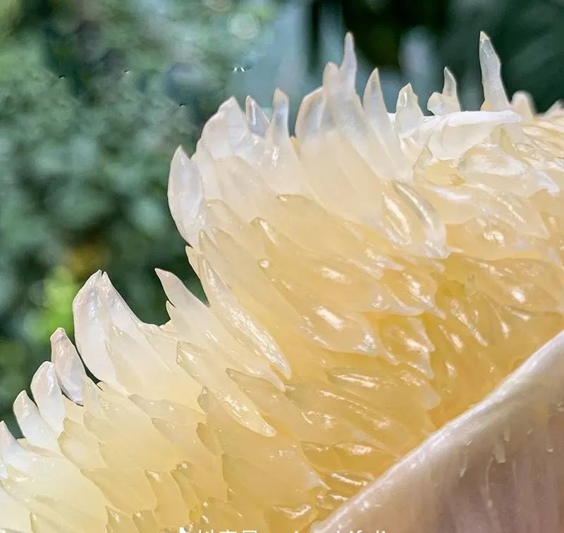 湖北枝江白心蜜柚个头均匀口感好皮薄产地一手货源量大