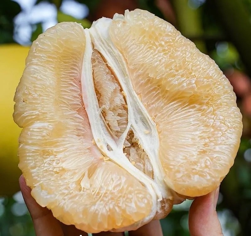 湖北枝江白心蜜柚个头均匀口感好皮薄产地一手货源量大