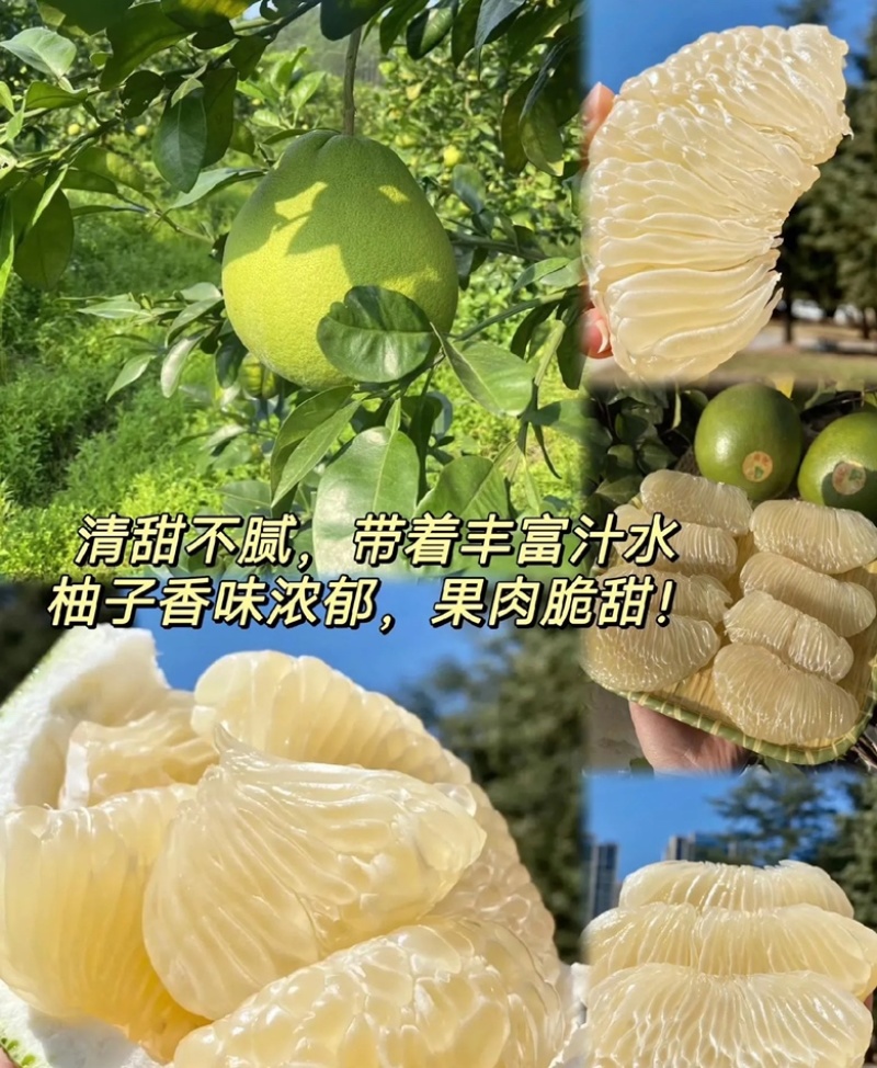 湖北枝江白心蜜柚个头均匀口感好皮薄产地一手货源量大