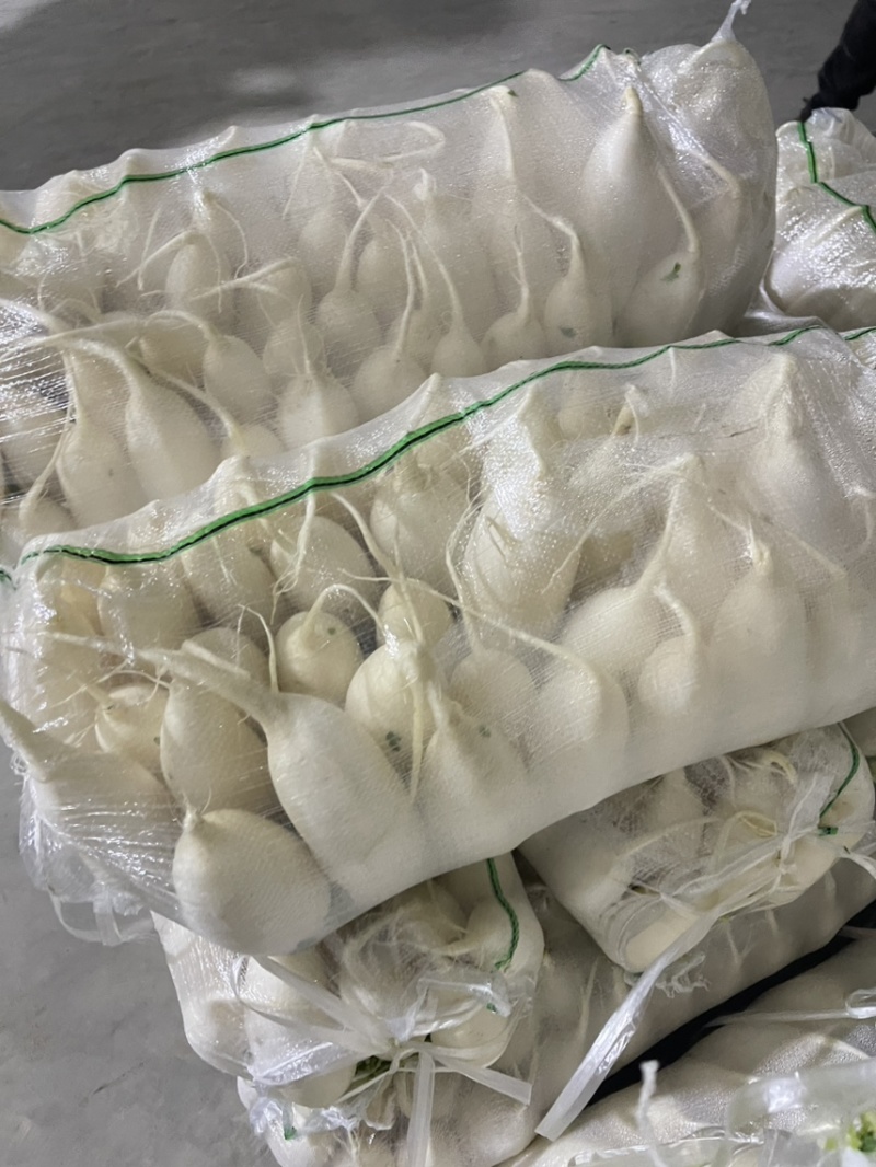 萝卜产地一手货源保质保量现洗打冷装车欢迎来电