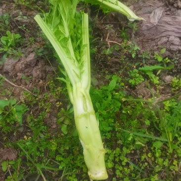 棒菜