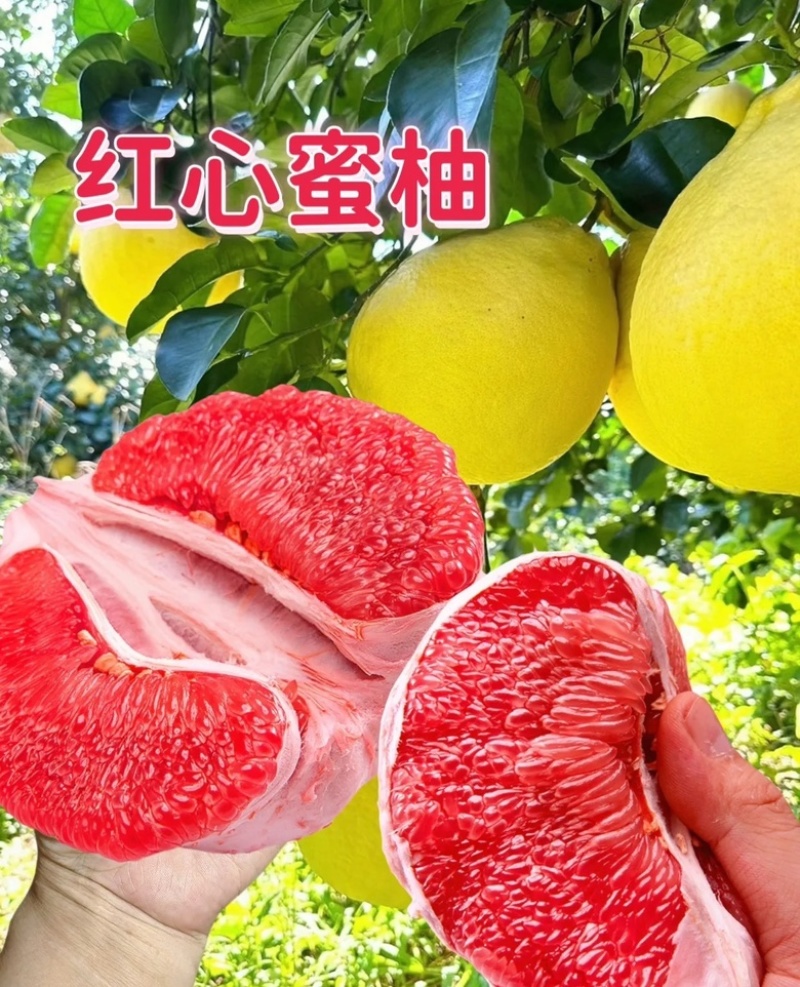 湖北枝江红心柚三红柚产地一手货源皮薄肉厚