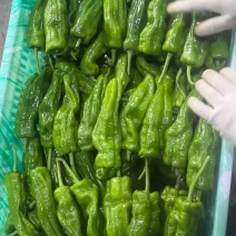 薄皮椒青椒芜湖椒淮安地产精品新辣椒，价格不高