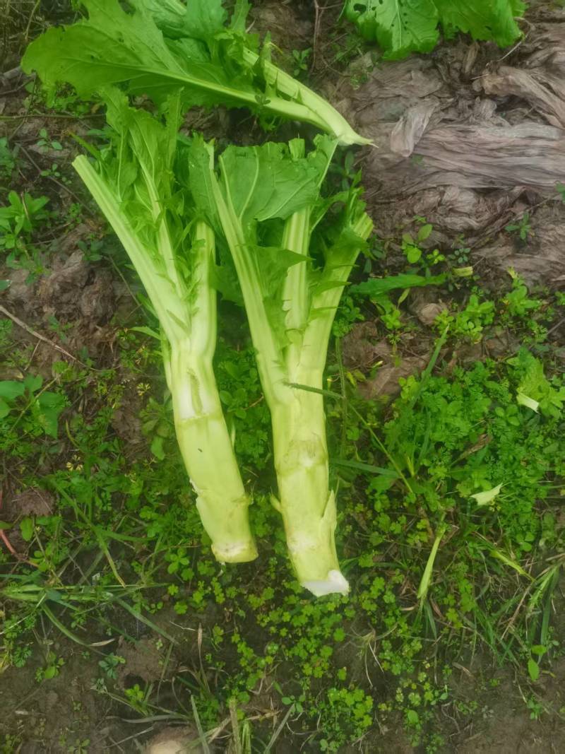 棒菜