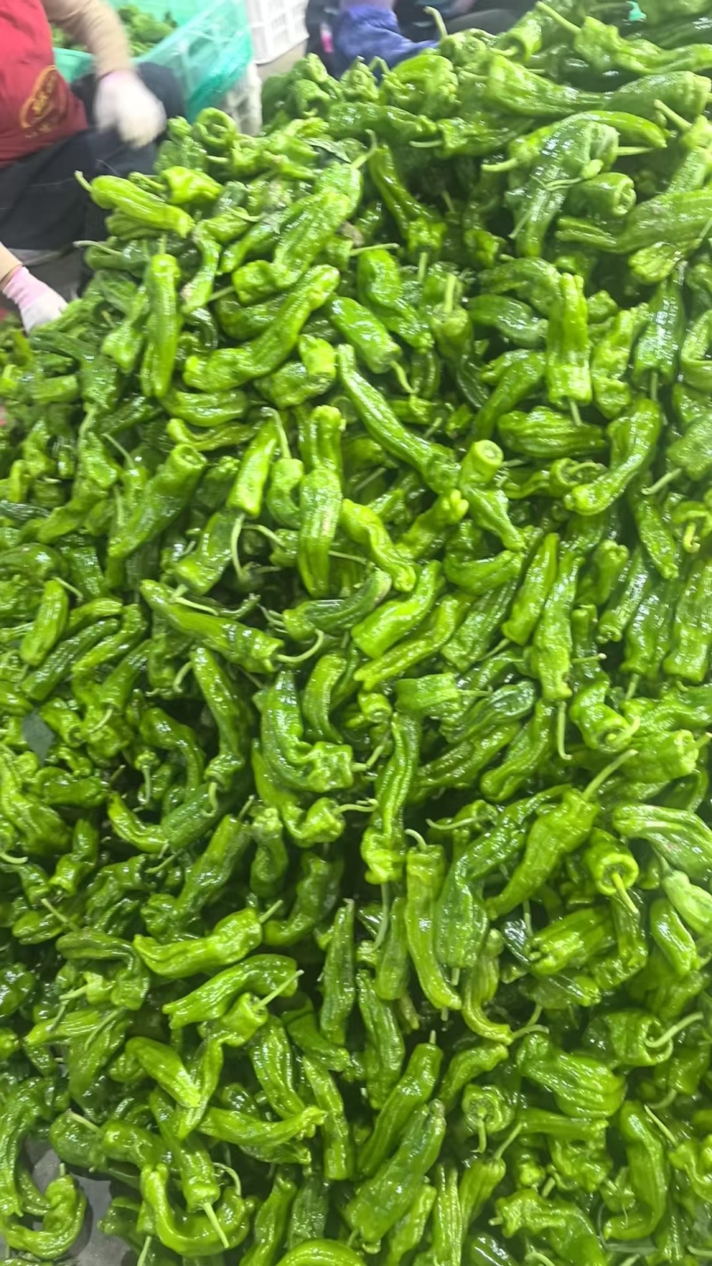 薄皮椒青椒芜湖椒淮安地产精品新辣椒，价格不高