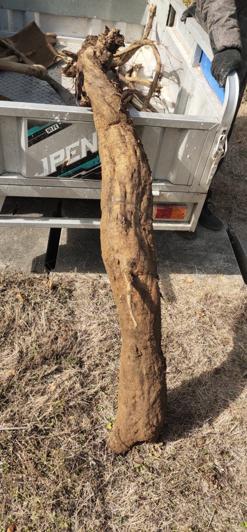 新鲜葛根24小时在线服务产地直发营养丰富