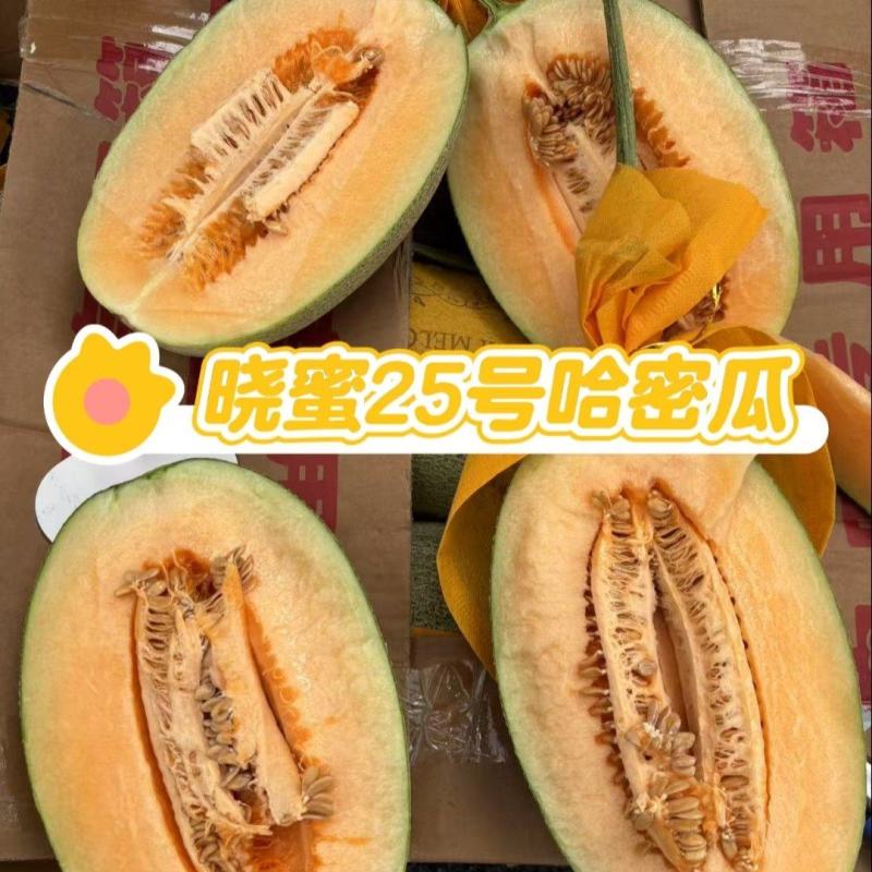 海南哈密瓜/晓蜜25哈密瓜（一手货源）规格齐全/量大从优