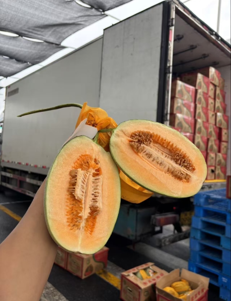海南哈密瓜/晓蜜25哈密瓜（一手货源）规格齐全/量大从优