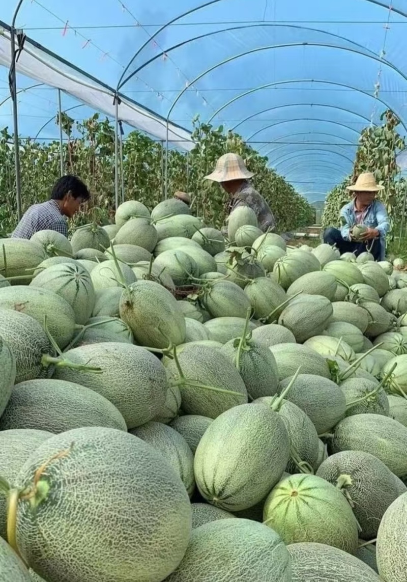 海南哈密瓜/晓蜜25哈密瓜（一手货源）规格齐全/量大从优