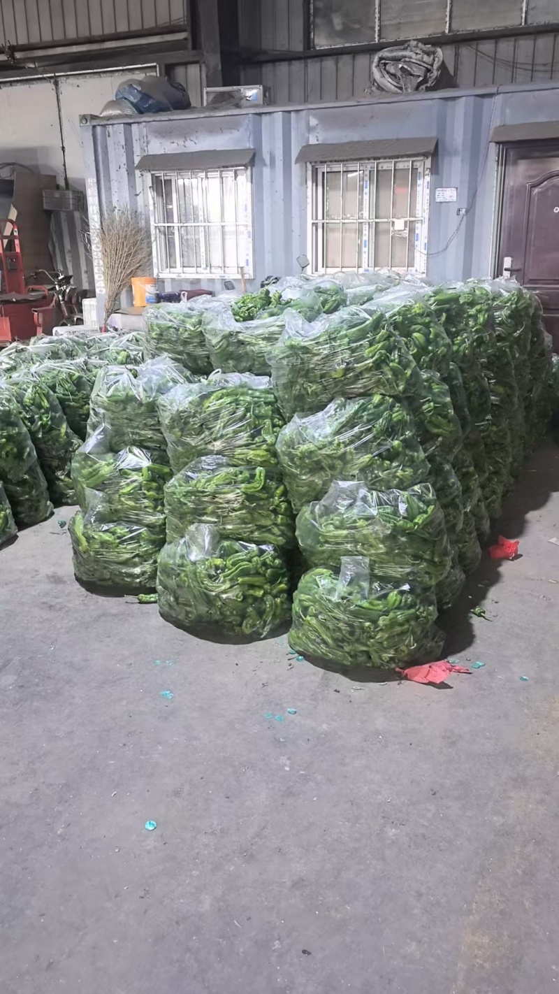地产辣椒青椒苏椒薄皮椒芜湖椒可视频看货欢迎来电