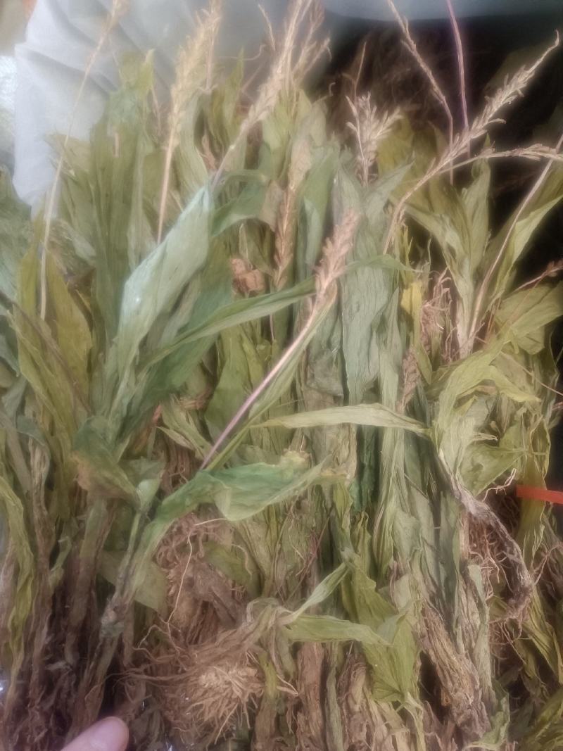 见血清实物拍摄无美颜无虑镜需要的老板下单送货到您家