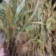 见血清实物拍摄无美颜无虑镜需要的老板下单送货到您家