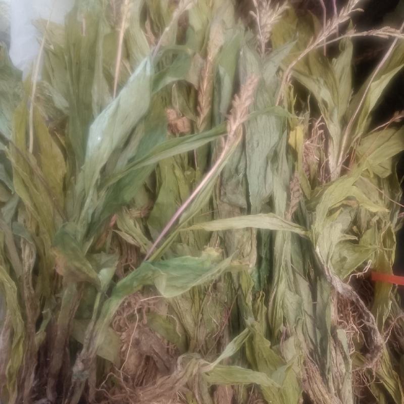 见血清实物拍摄无美颜无虑镜需要的老板下单送货到您家