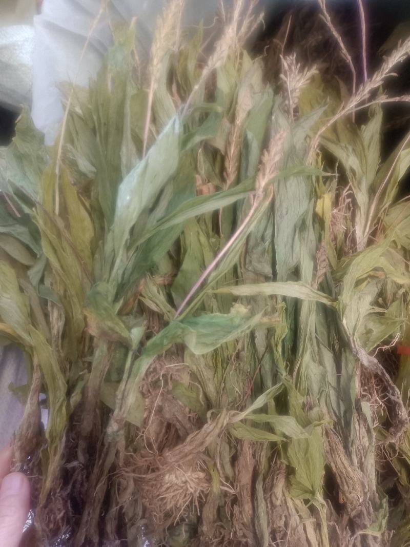见血清实物拍摄无美颜无虑镜需要的老板下单送货到您家