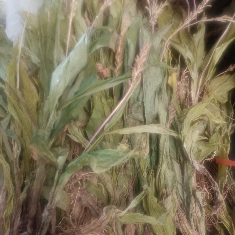 见血清实物拍摄无美颜无虑镜需要的老板下单送货到您家