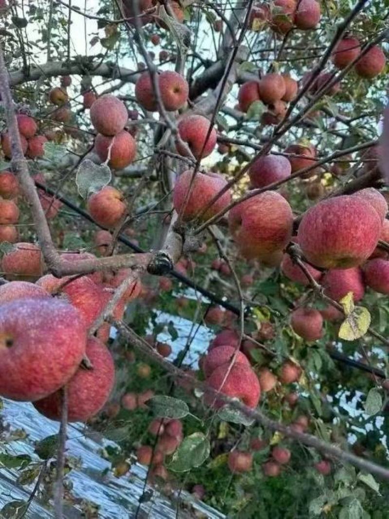 云南丽江高山丑苹果产地直发量大价优欢迎随时电话联系