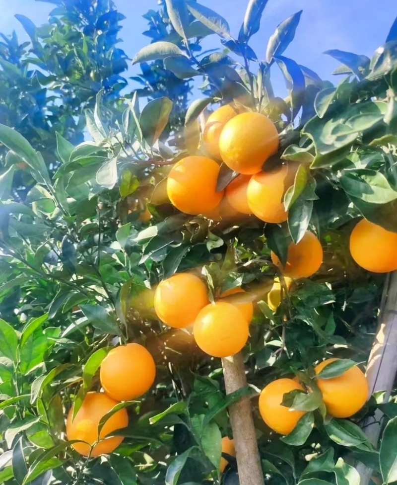 九月红果冻橙品质好大量供应对接电商快递一件代发
