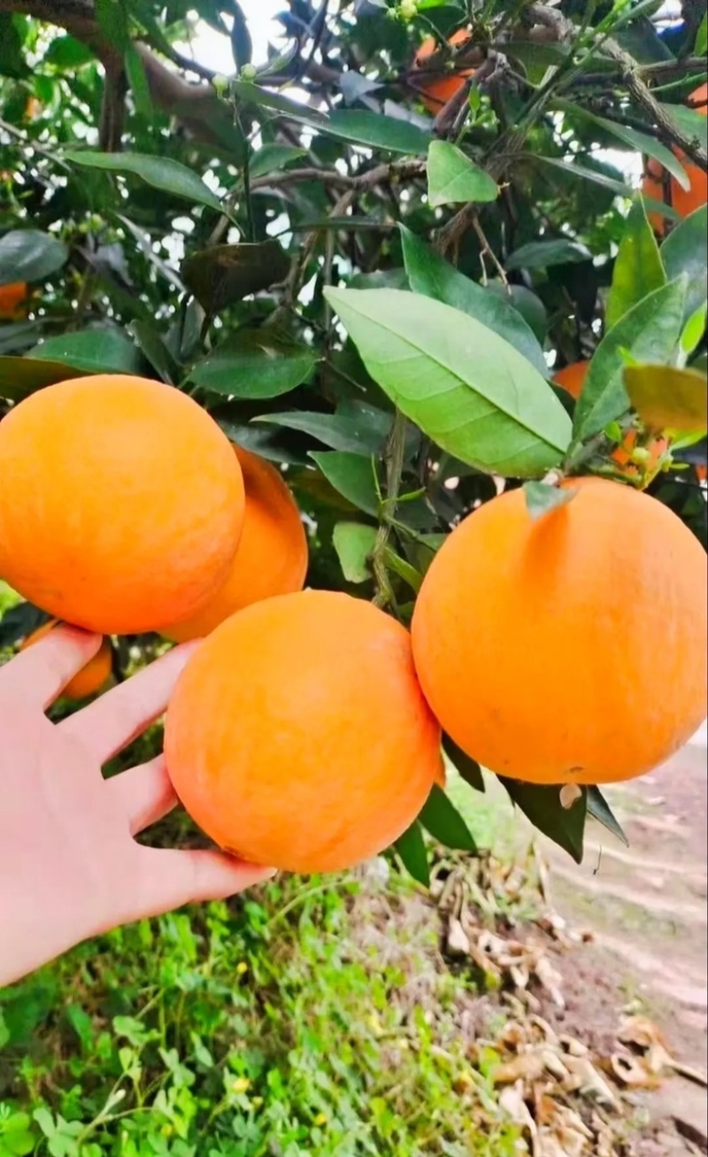 九月红果冻橙品质好大量供应对接电商快递一件代发