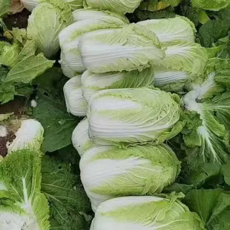 白菜黄心白菜产地一手货源现砍现装欢迎来电