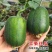 苹果香丝瓜种籽大果椭圆形可生食香丝瓜种子抗氧化喜湿高产