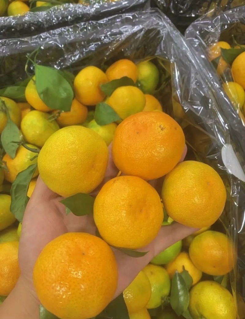 小叶橘蜜橘大量上市价格便宜糖分高价格便宜