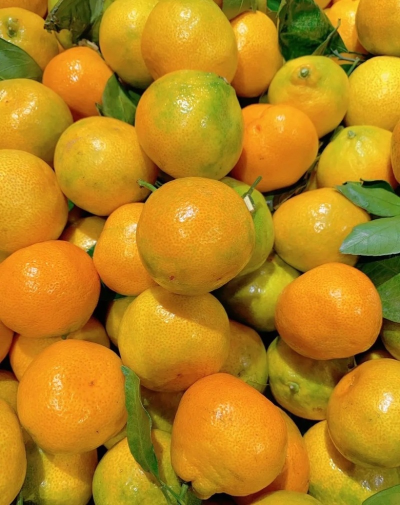 小叶橘蜜橘大量上市价格便宜糖分高价格便宜