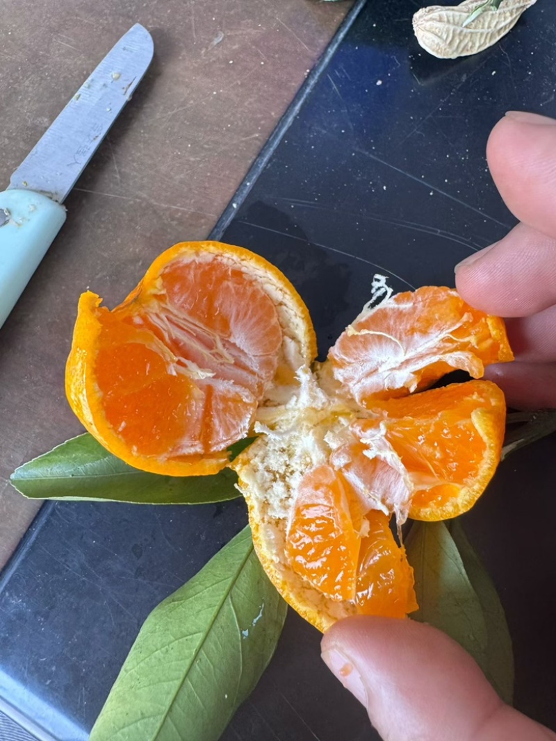 小叶橘蜜橘大量上市价格便宜糖分高价格便宜