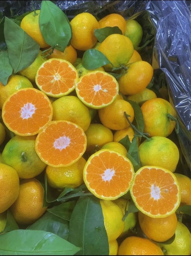 小叶橘蜜橘大量上市价格便宜糖分高价格便宜