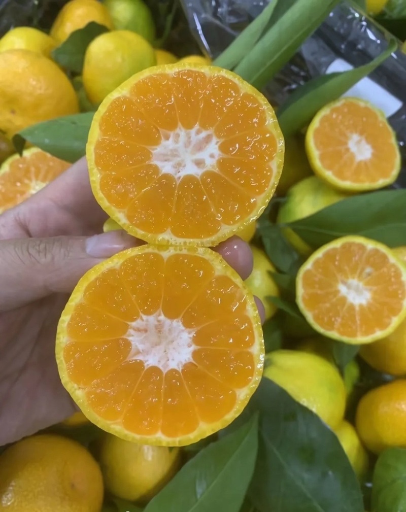 小叶橘蜜橘大量上市价格便宜糖分高价格便宜