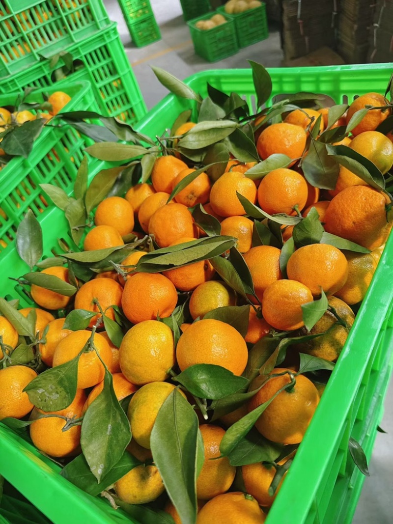 小叶橘蜜橘大量上市价格便宜糖分高价格便宜