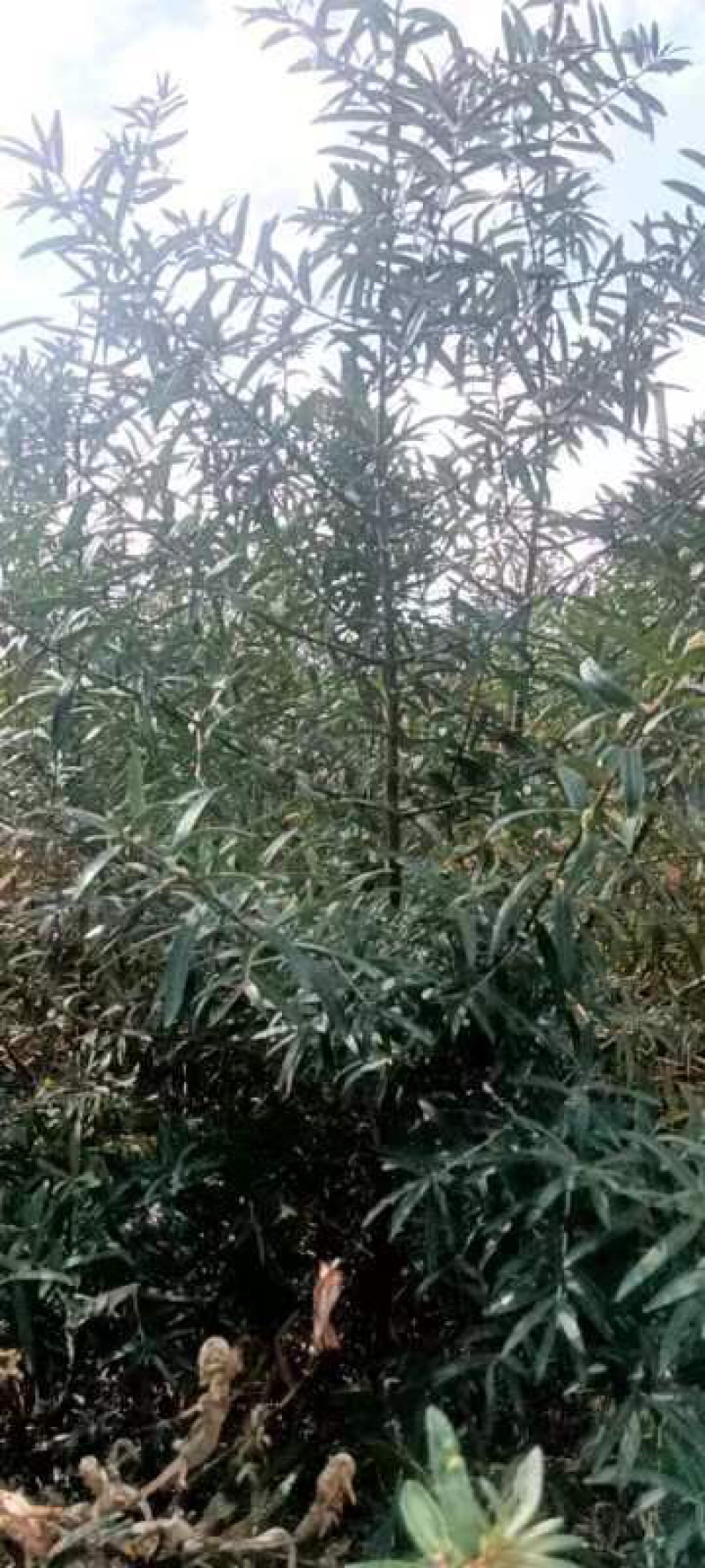 沙棘苗，产地直发，大量有货，欢迎各位老板咨询采购