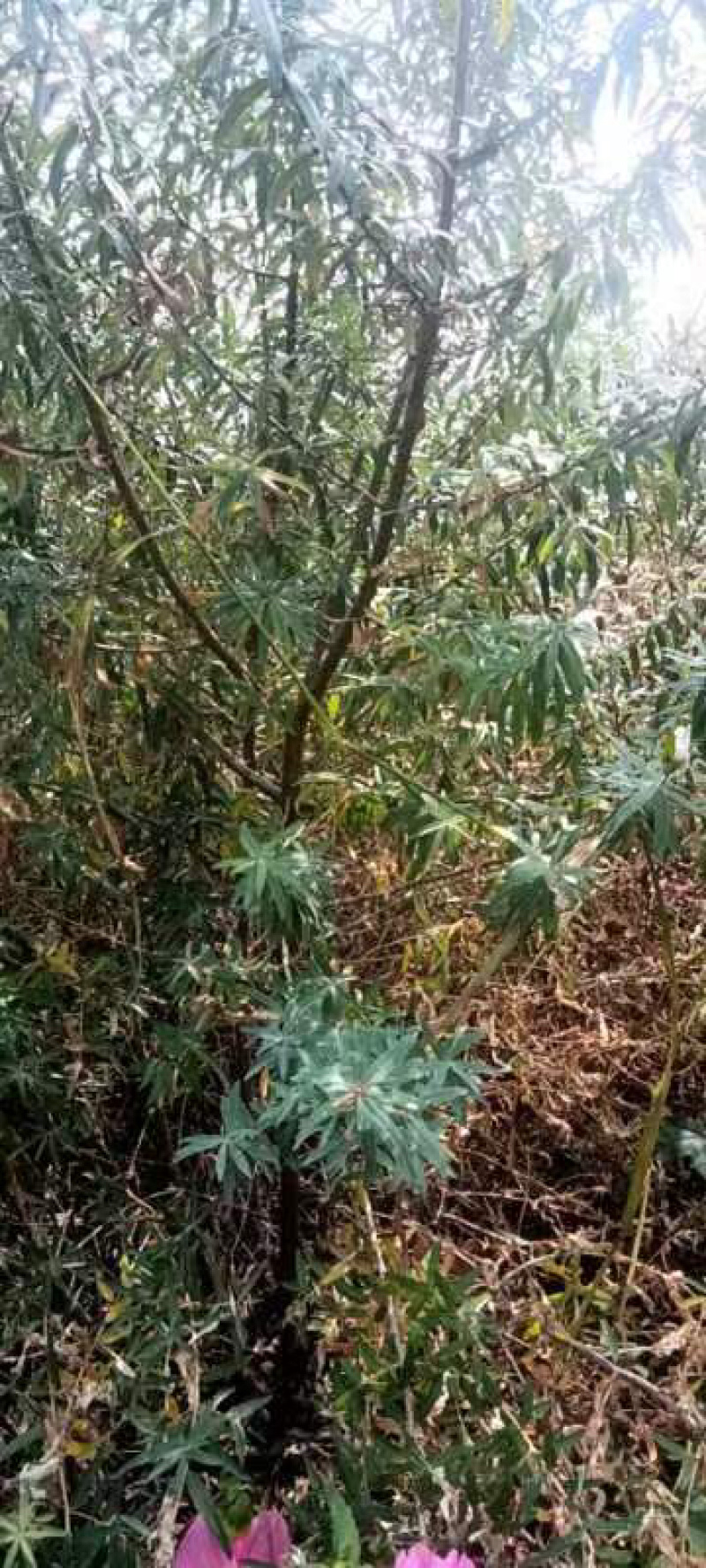 沙棘苗，产地直发，大量有货，欢迎各位老板咨询采购
