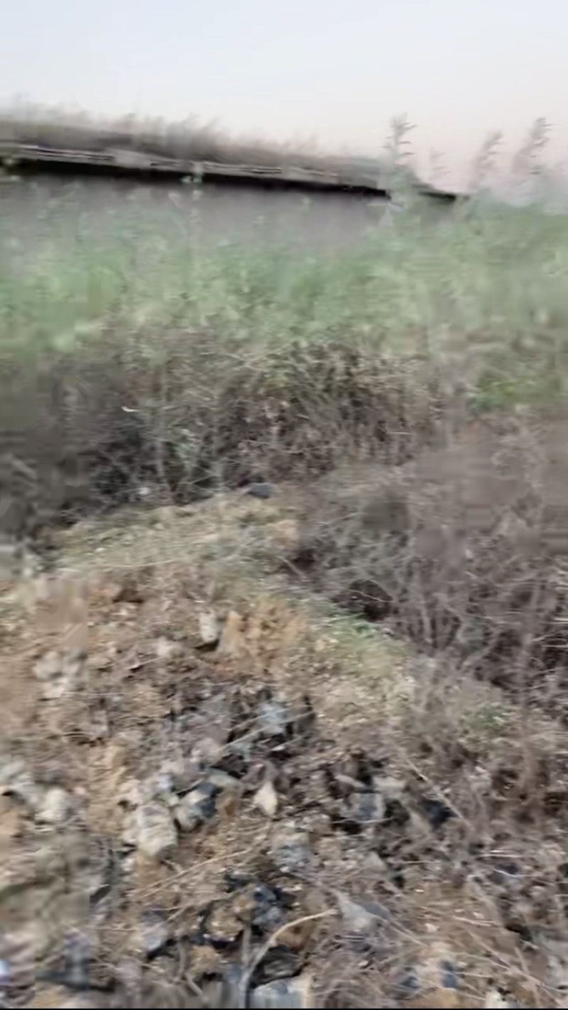 沙棘苗，产地直发，大量有货，欢迎各位老板咨询采购