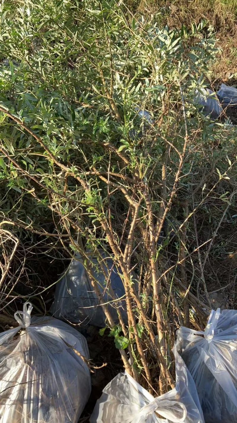 沙棘苗，产地直发，大量有货，欢迎各位老板咨询采购