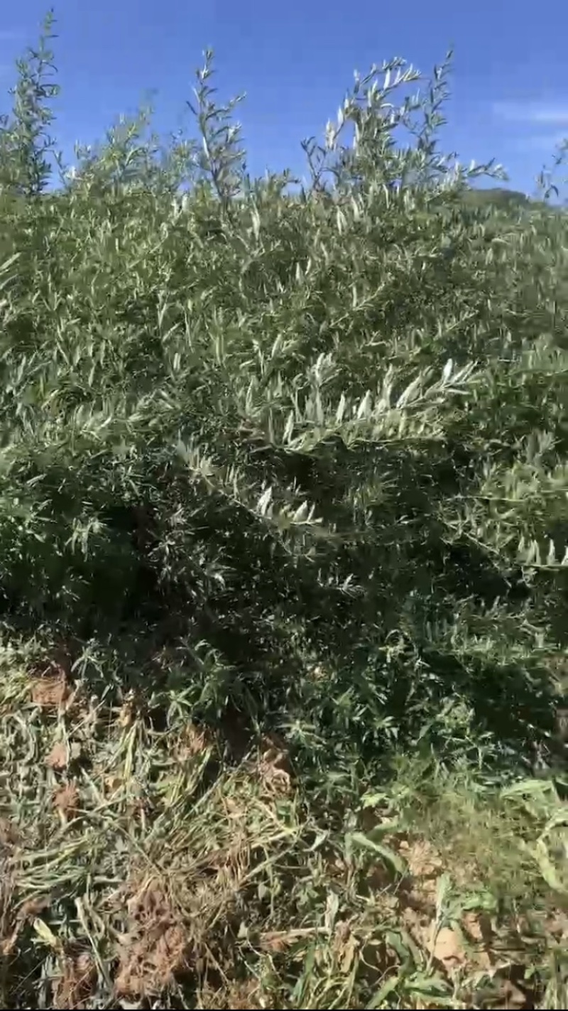 沙棘苗，产地直发，大量有货，欢迎各位老板咨询采购