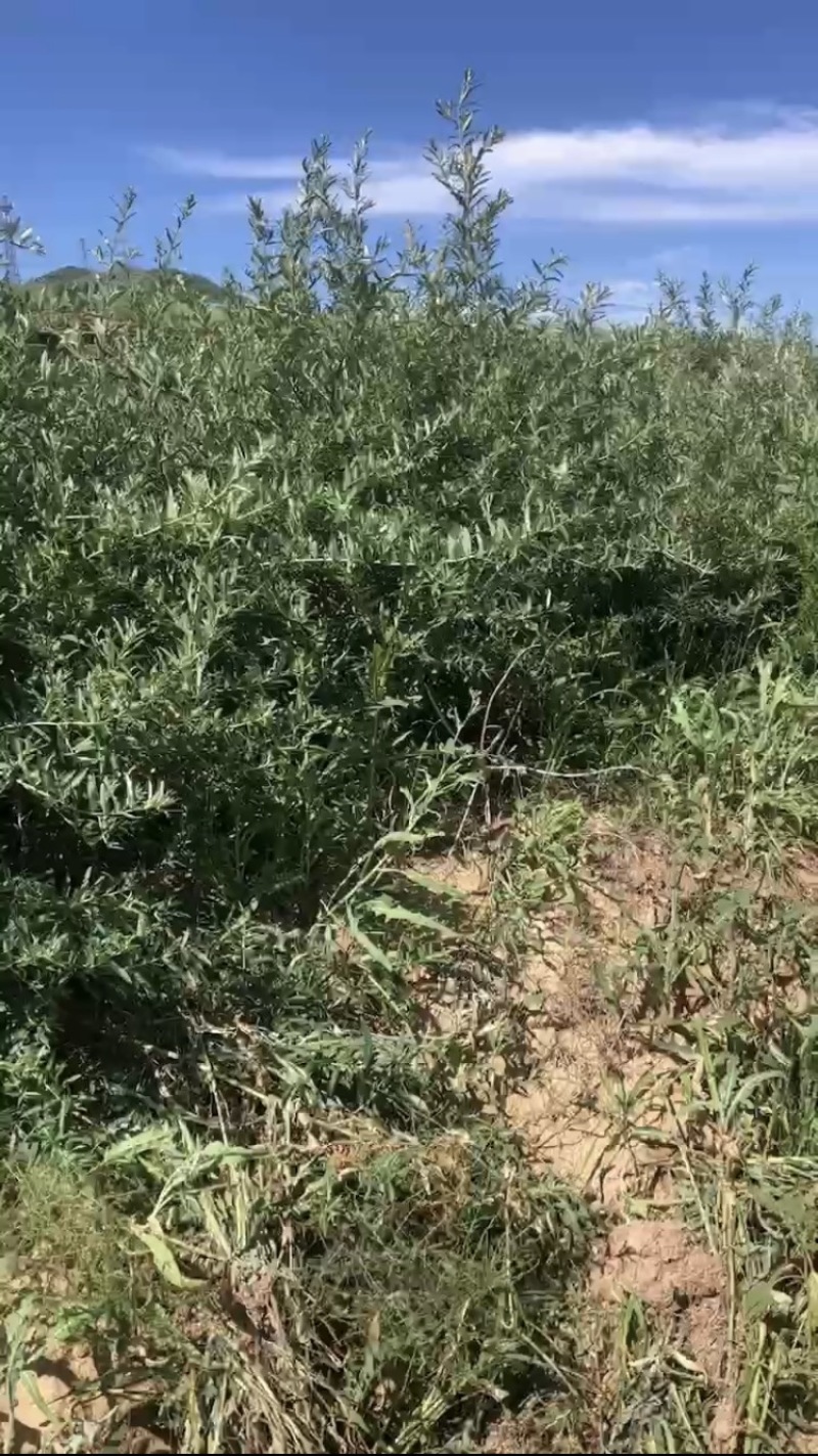 沙棘苗，产地直发，大量有货，欢迎各位老板咨询采购