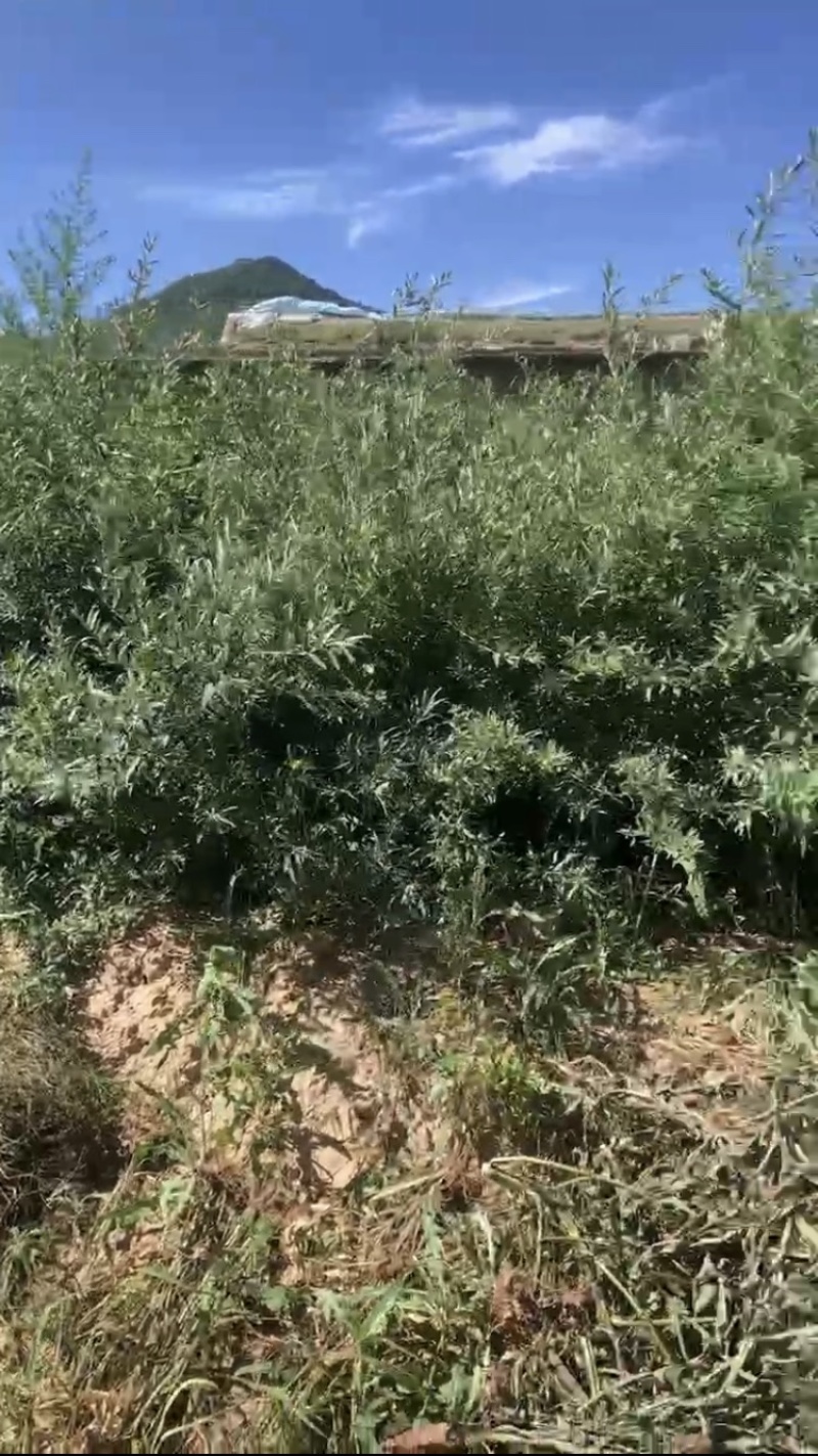 沙棘苗，产地直发，大量有货，欢迎各位老板咨询采购