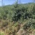 沙棘苗，产地直发，大量有货，欢迎各位老板咨询采购
