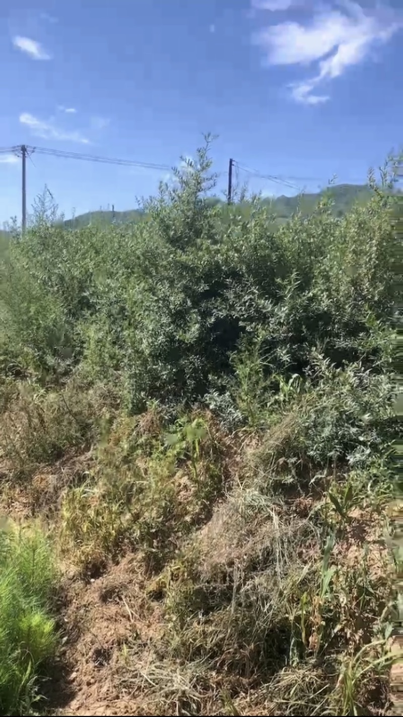 沙棘苗，产地直发，大量有货，欢迎各位老板咨询采购