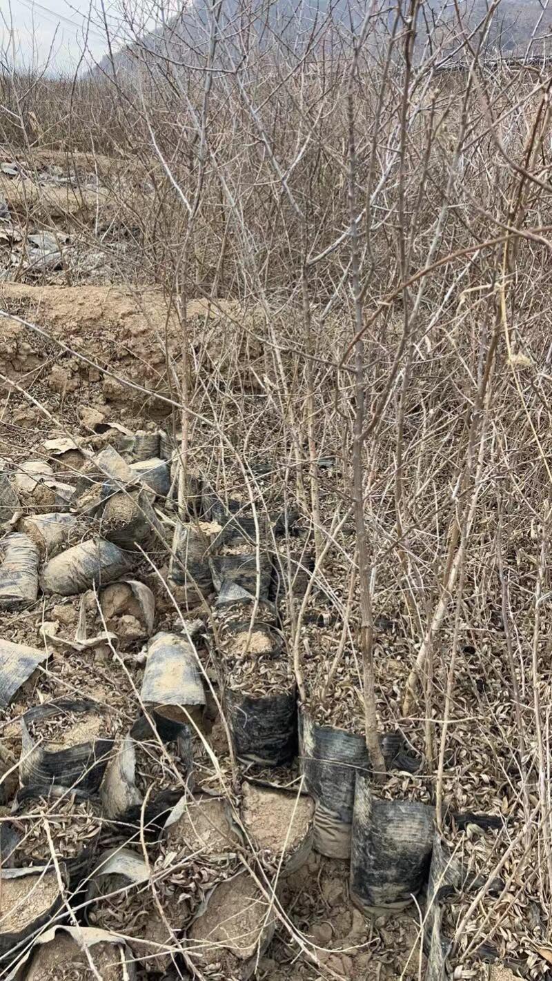 沙棘苗，产地直发，大量有货，欢迎各位老板咨询采购