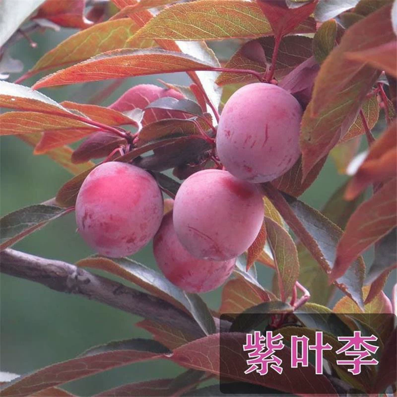 紫叶李树苗红叶李子果树苗绿化苗木风景树庭院地栽植物南北方