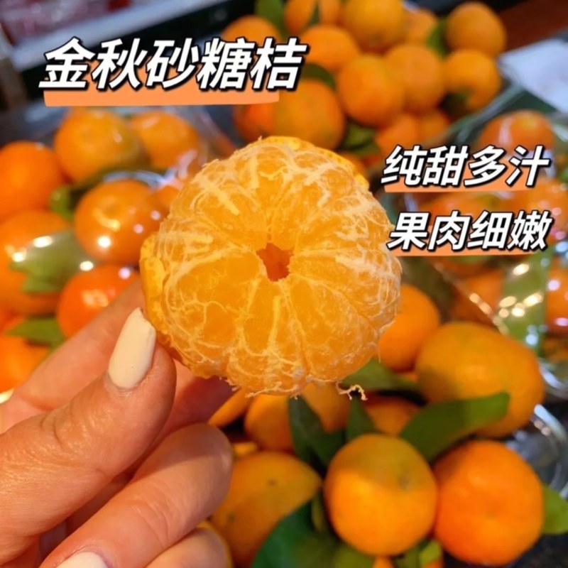砂糖橘产地直销大量供应一手货源诚信经营货好
