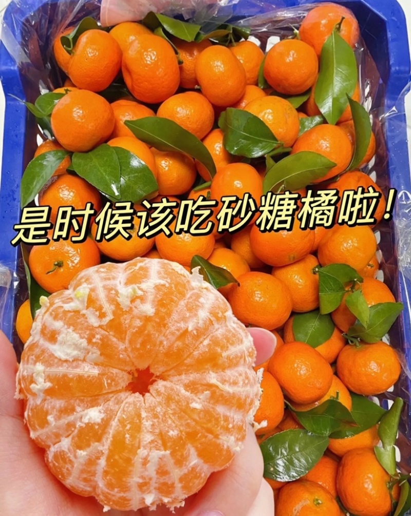 砂糖橘产地直销大量供应一手货源诚信经营货好