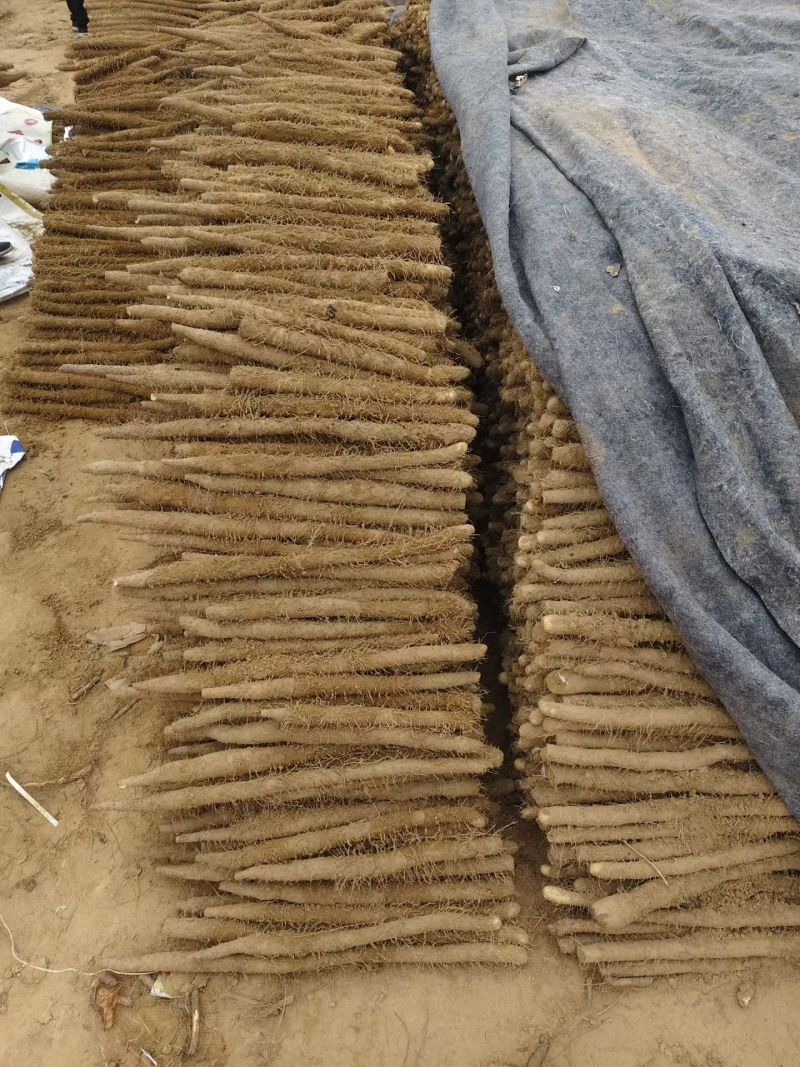 【双棒山药】河南内黄双棒山药大量接单产地直发量大从优欢迎