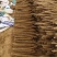 【双棒山药】河南内黄双棒山药大量接单产地直发量大从优欢迎