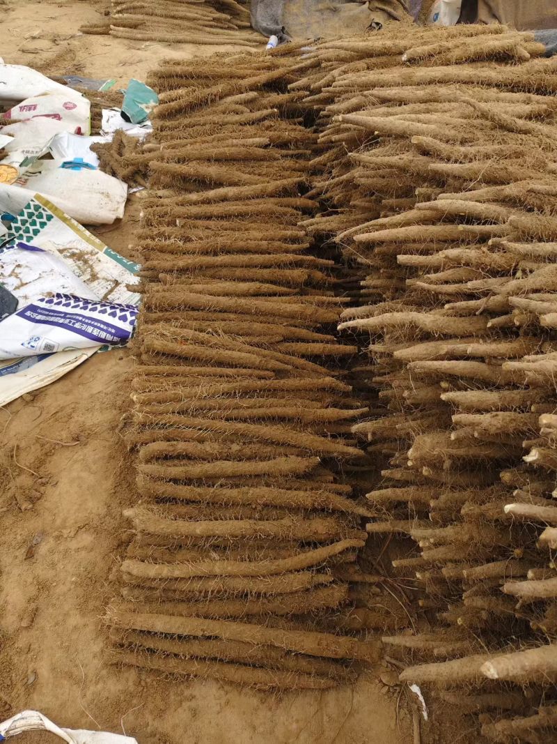 【双棒山药】河南内黄双棒山药大量接单产地直发量大从优欢迎