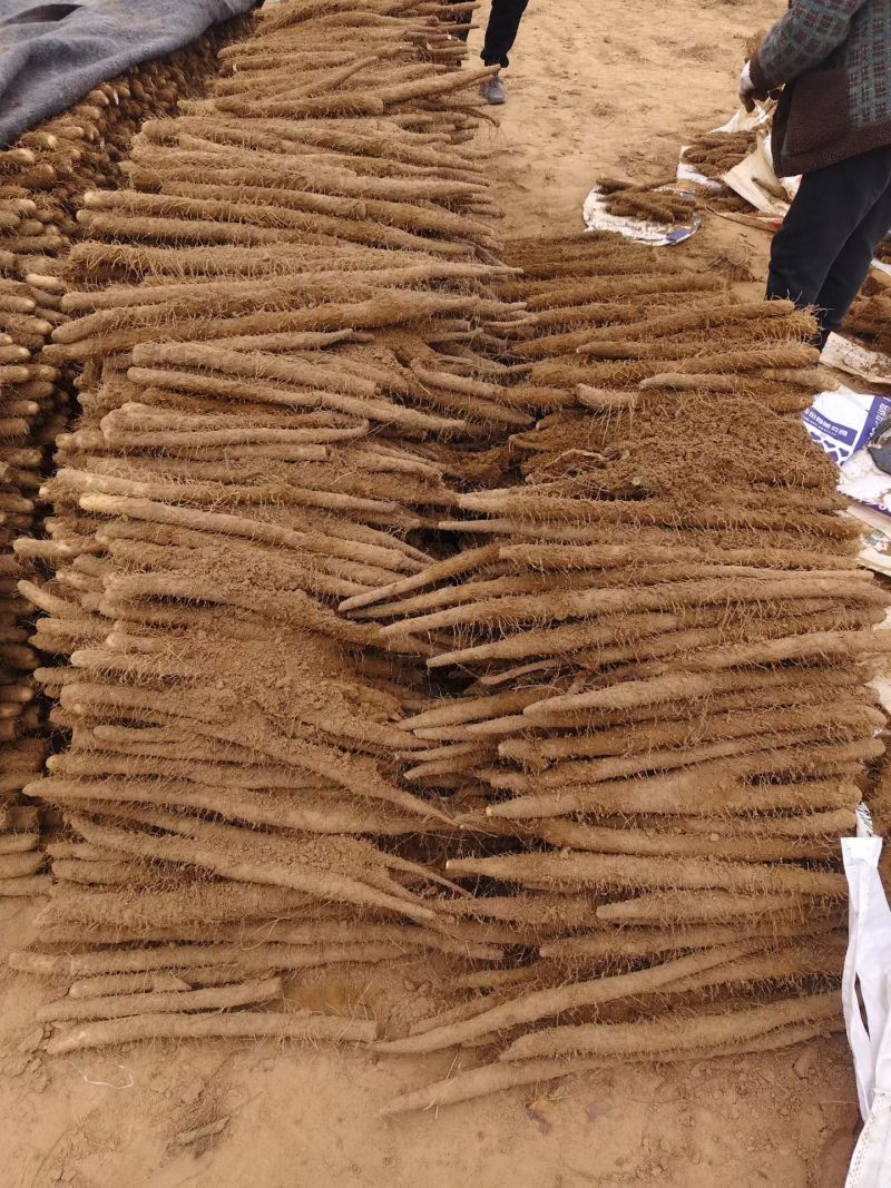 【双棒山药】河南内黄双棒山药大量接单产地直发量大从优欢迎