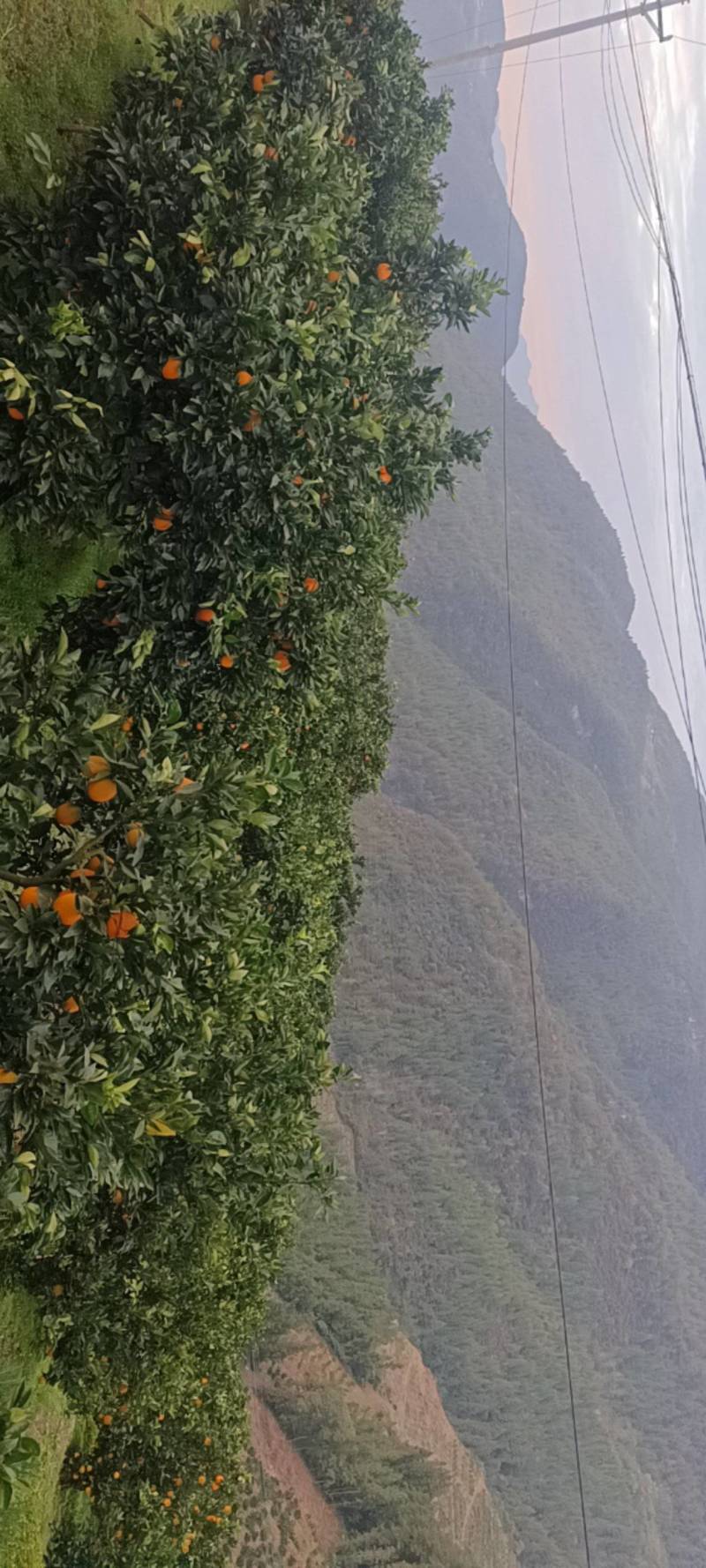 宜昌秭归脐橙，大量供应，一手货源，保质保量，量大优惠，